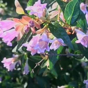 Meet your Posher, Bariat